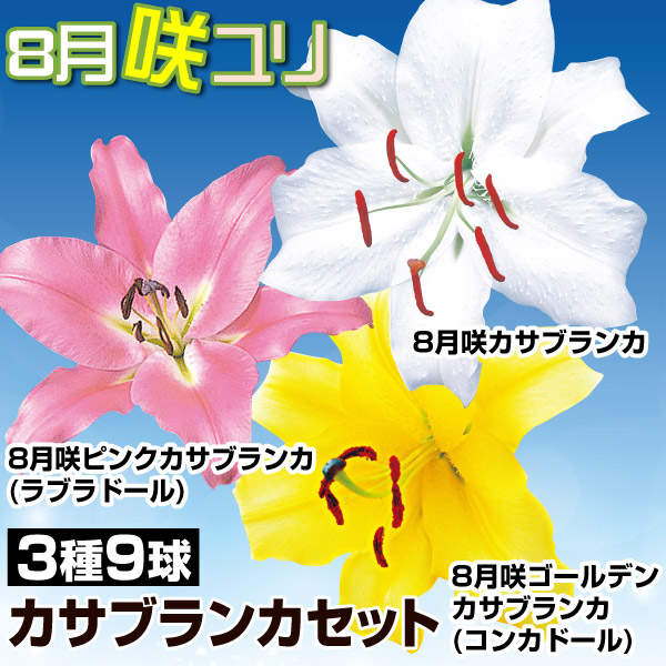 球根 花ユリ 8月咲カサブランカセット3種9球（各3球）
