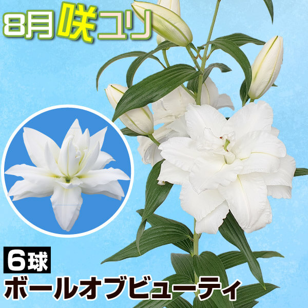 球根 花ユリ 8月咲ボールオブビューティ 6球