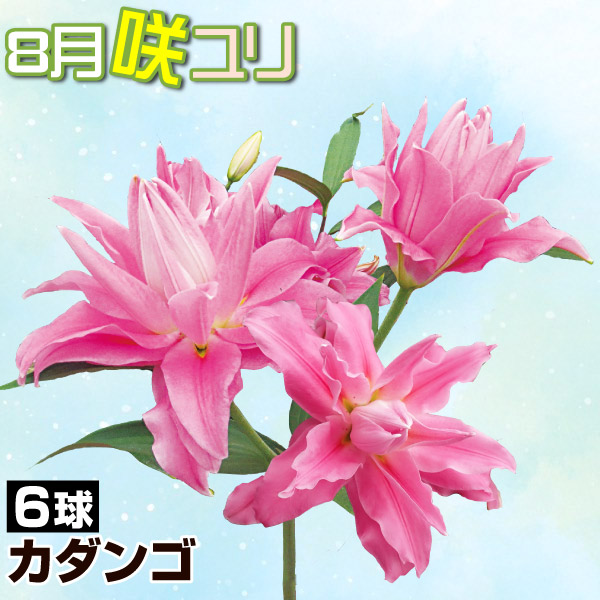 球根 花ユリ 8月咲カダンゴ 6球