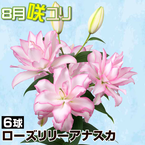 球根 花ユリ 8月咲ローズリリーアナスカ 6球