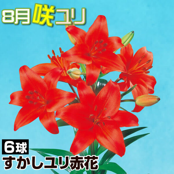 球根 すかしユリ 8月咲すかしユリ赤花 6球