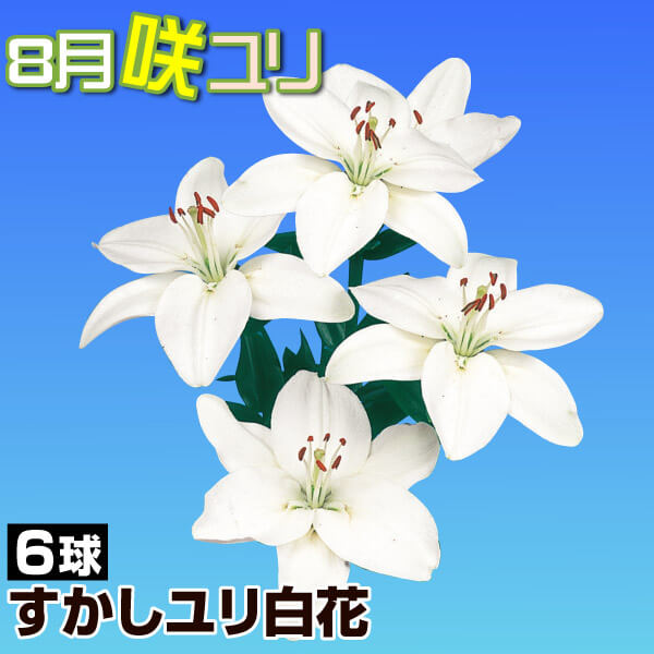 球根 すかしユリ 8月咲すかしユリ白花 6球