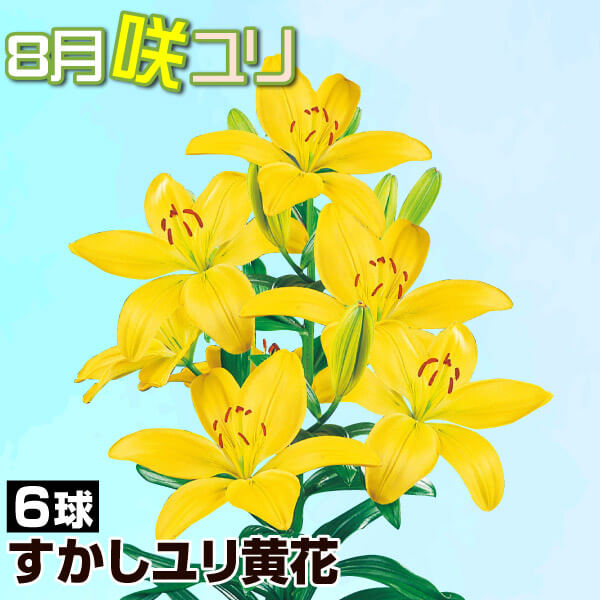 球根 すかしユリ 8月咲すかしユリ黄花 6球