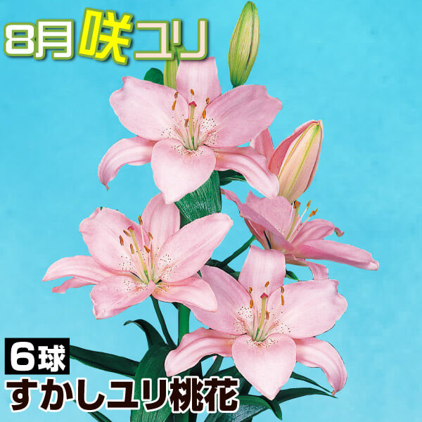 球根 すかしユリ 8月咲すかしユリ桃花 6球