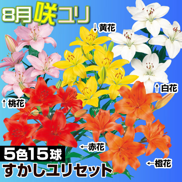 球根 すかしユリ 8月咲すかしユリセット 5種15球(各3球)