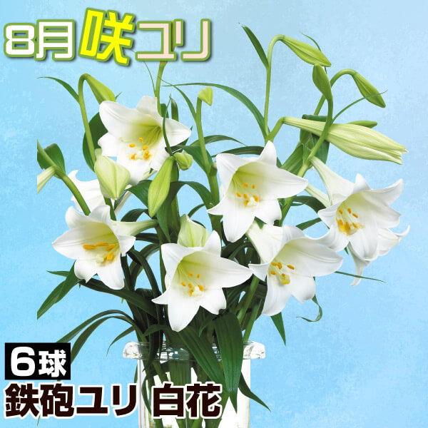 球根 鉄砲ユリ 8月咲鉄砲ユリ白花 6球