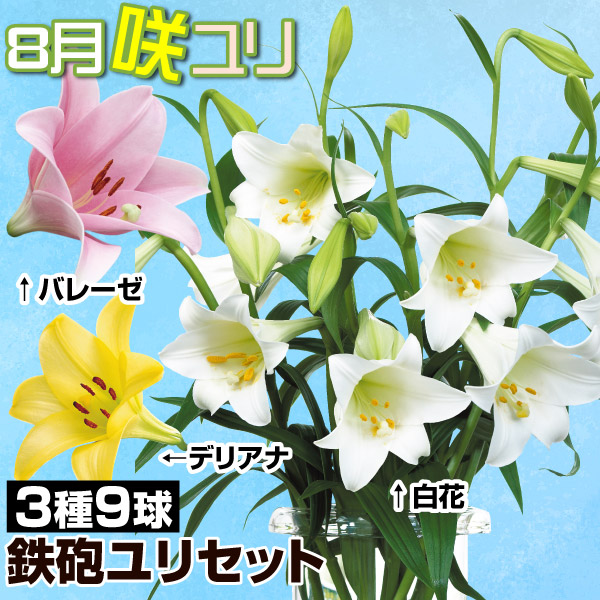 球根 8月咲鉄砲ユリセット 3種9球(各3球)