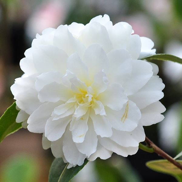花木 ツバキ 珍しい椿 バターミント 1株