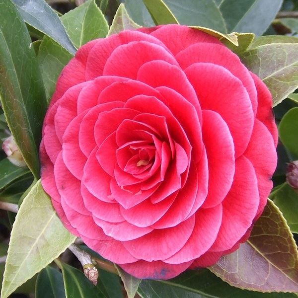 花木 ツバキ 珍しい椿 ブラックレース 1株