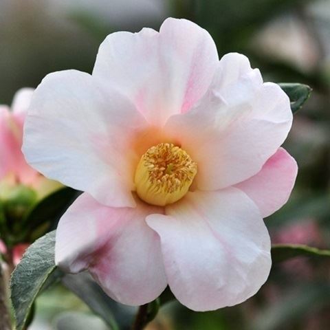花木 ツバキ 侘助椿 昭和侘助 1株