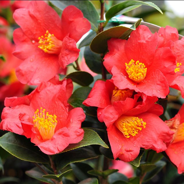 花木 ツバキ 茶花系一重 花詩集 1株
