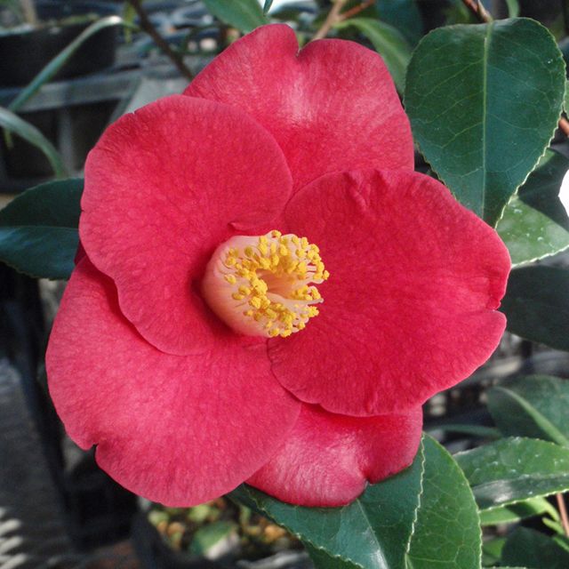 花木 ツバキ 茶花系一重 あけの真椿 1株