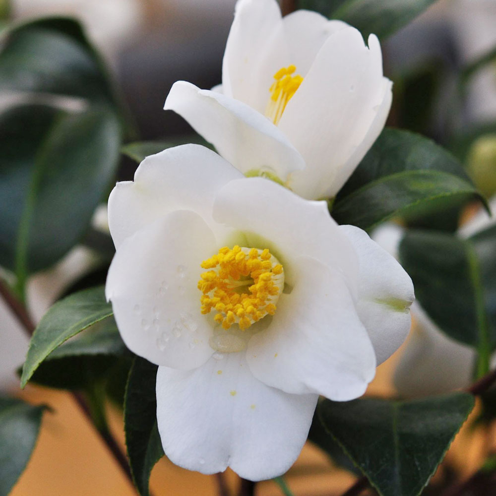 花木 ツバキ 茶花系一重 雄神の秋 1株