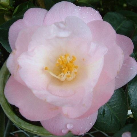 花木 ツバキ 銘花 春曙紅 1株
