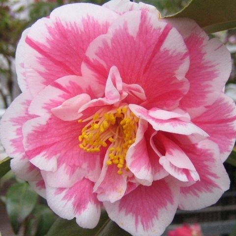 花木 ツバキ 銘花 光源氏 1株
