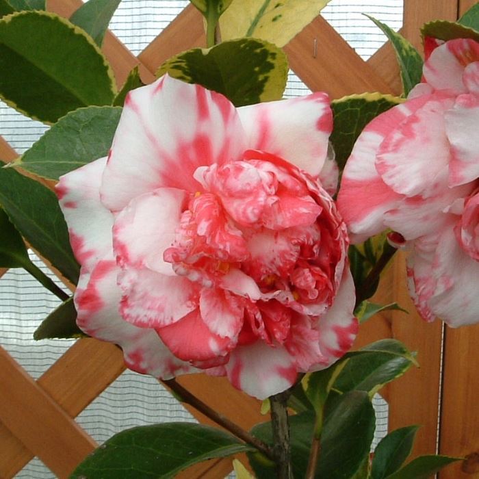 花木 ツバキ 銘花 太神楽 1株
