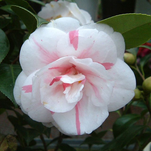 花木 ツバキ 銘花 五色八重散 1株