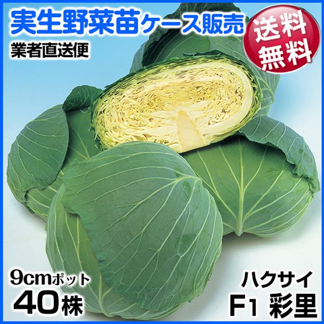 野菜苗ケース販売 キャベツ 実生F1彩里 3月発送 1ケース(40株入) 送料無料 /業者直送便
