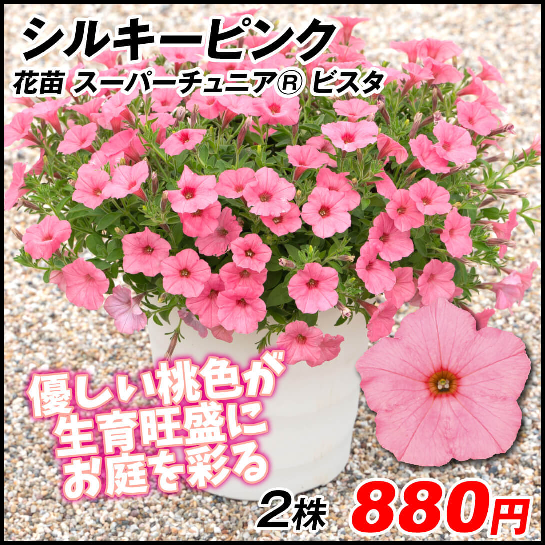 花苗 ペチュニア スーパーチュニア シルキーピンク