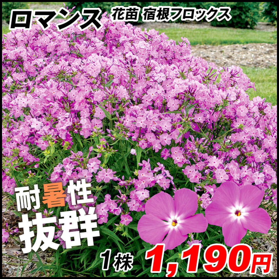 花苗 宿根フロックス オープニングアクト ロマンス 1株