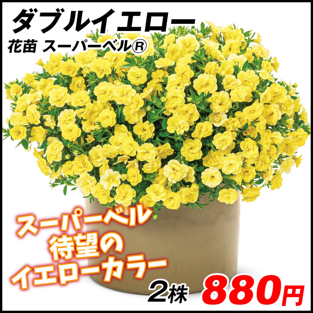 花苗 カリブラコア スーパーベル（R） ダブルイエロー 品種登録出願予定 2株