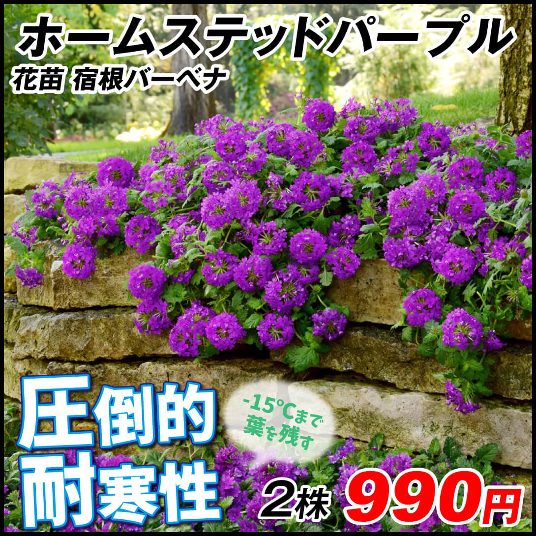 花苗 宿根バーベナ ホームステッドパープル 2株