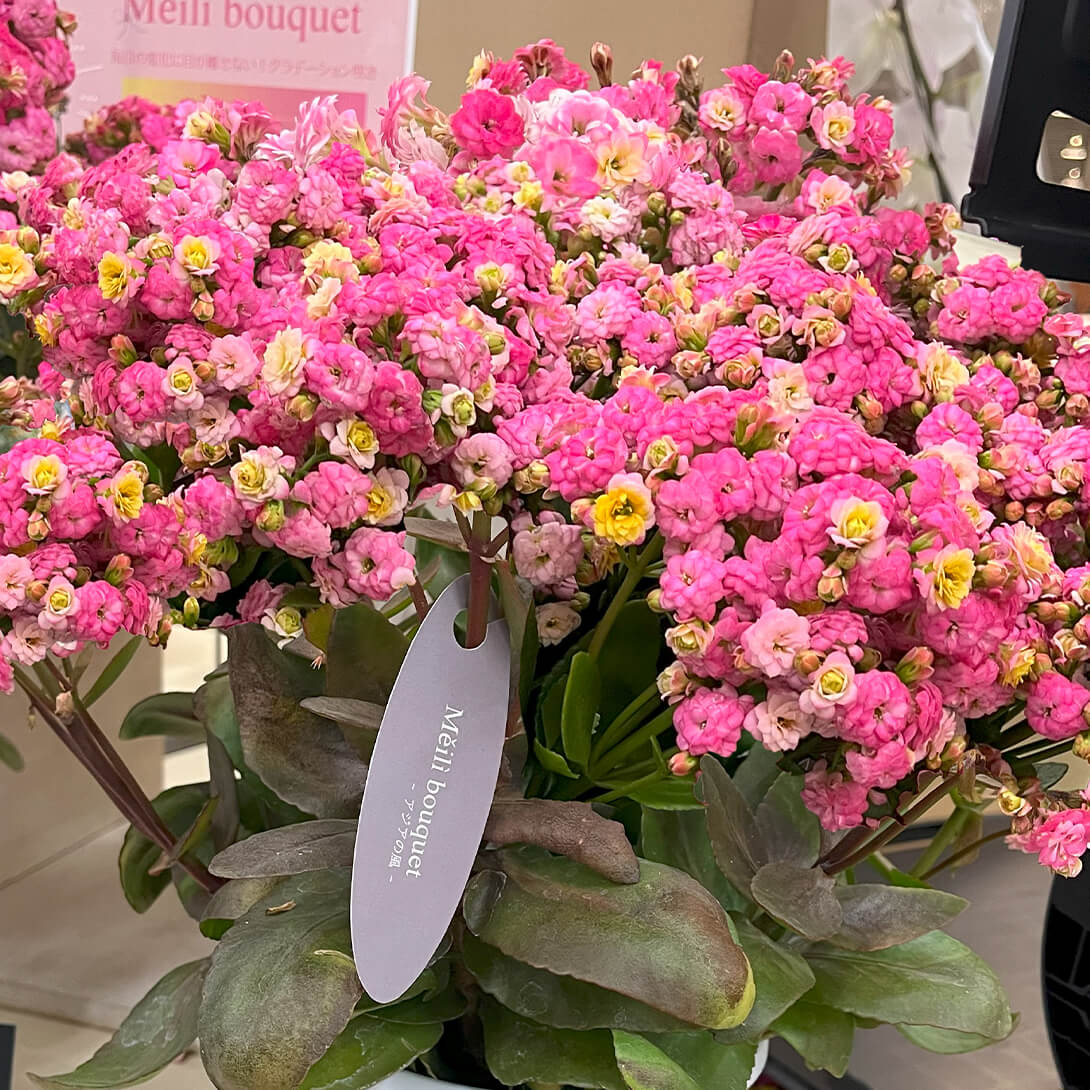 花苗 2色咲カランコエ メイリーブーケ 5寸鉢 1株