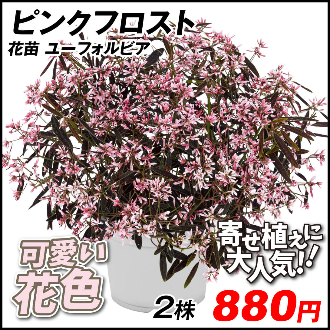 花苗 ユーフォルビア ピンクフロスト 2株