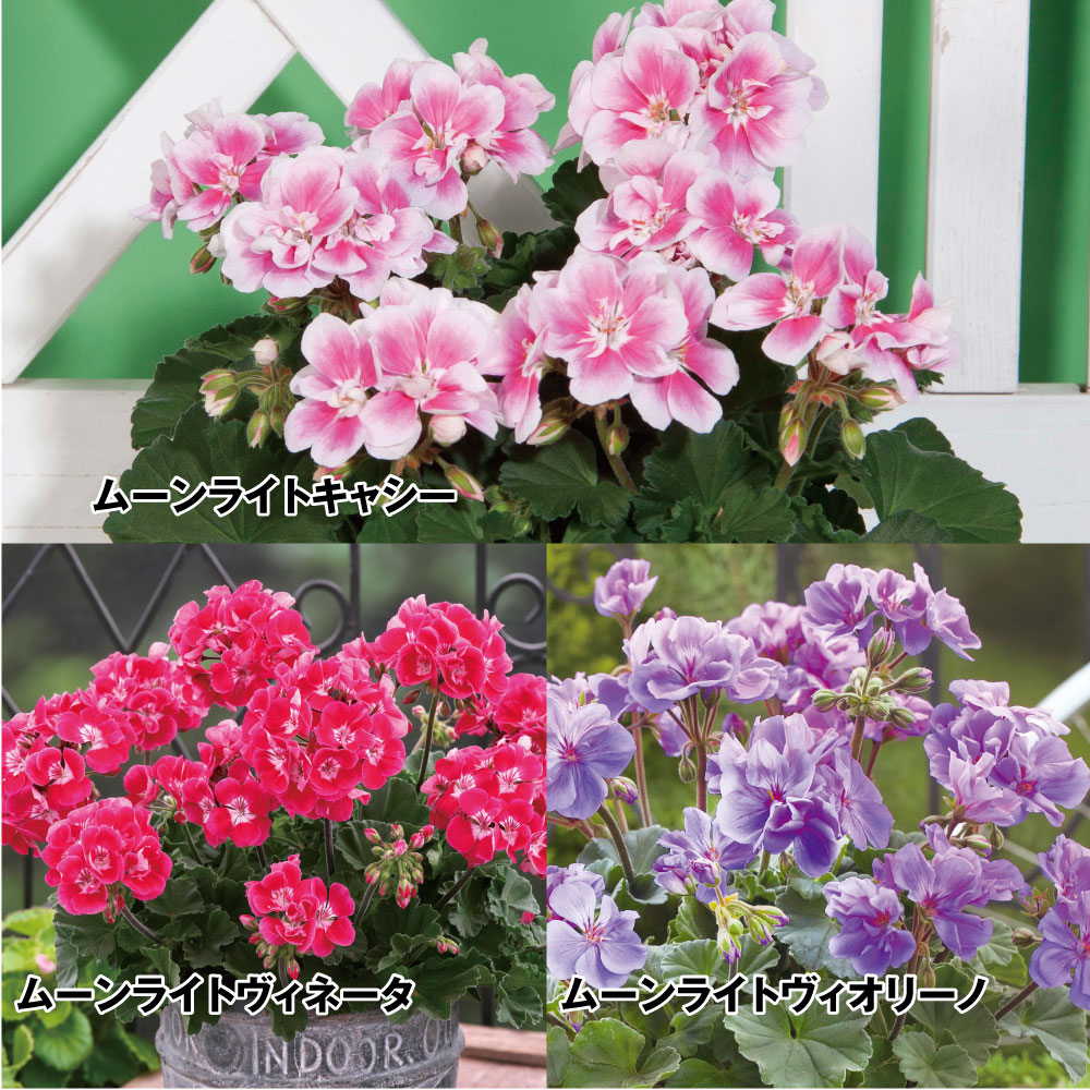 花苗 ゼラニウム ムーンライトセット 3種6株