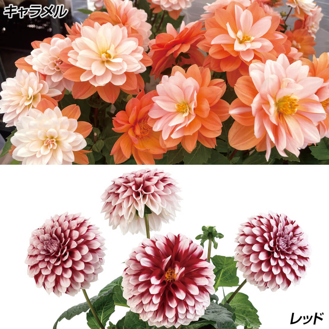 花苗 ダリア ラベラ グランデセット 2種4株