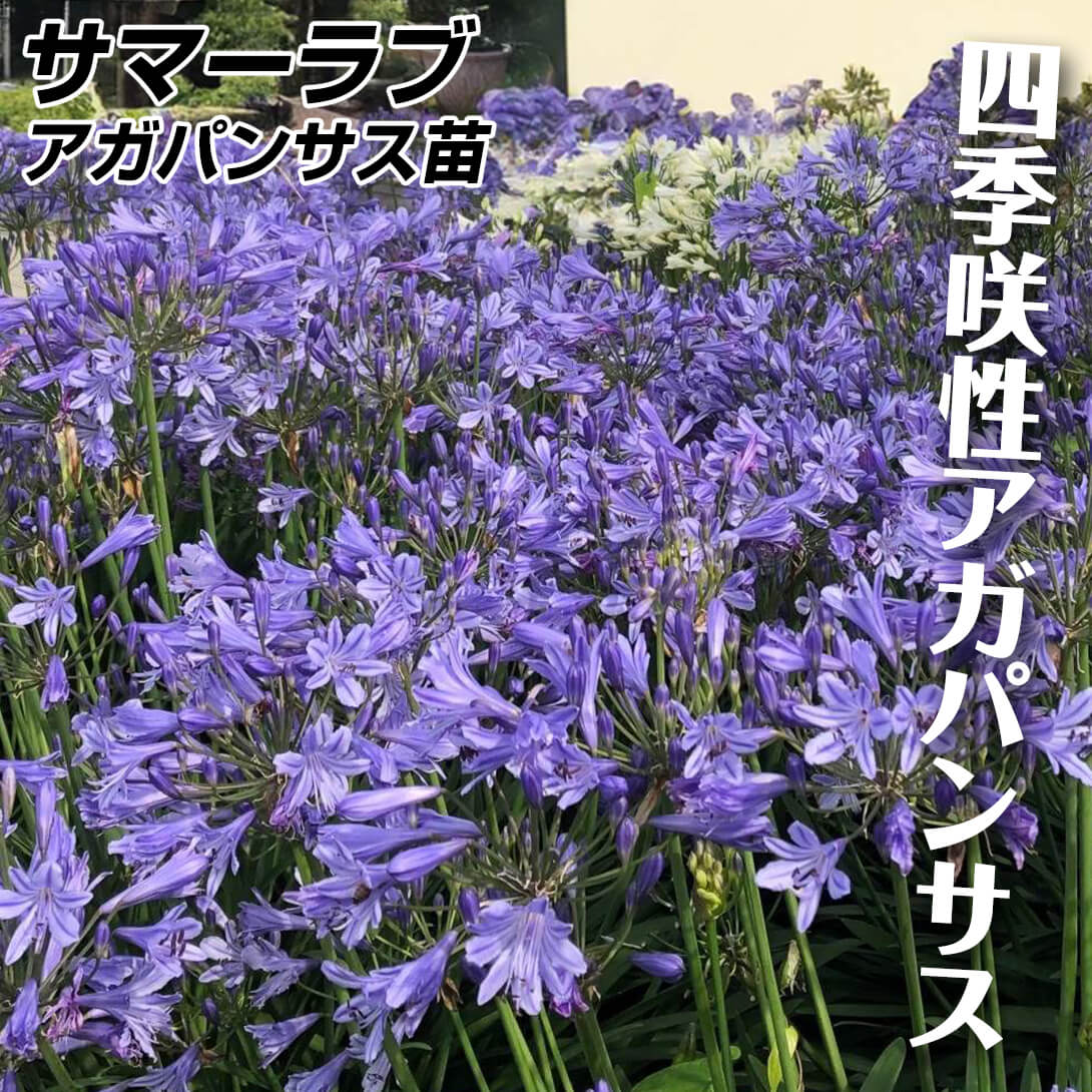 花苗 アガパンサス サマーラブ