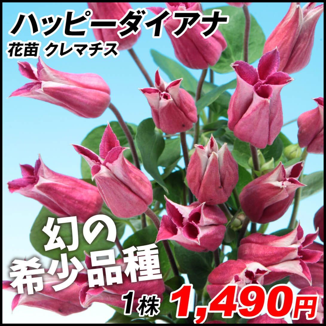 花苗 クレマチス ハッピーダイアナ