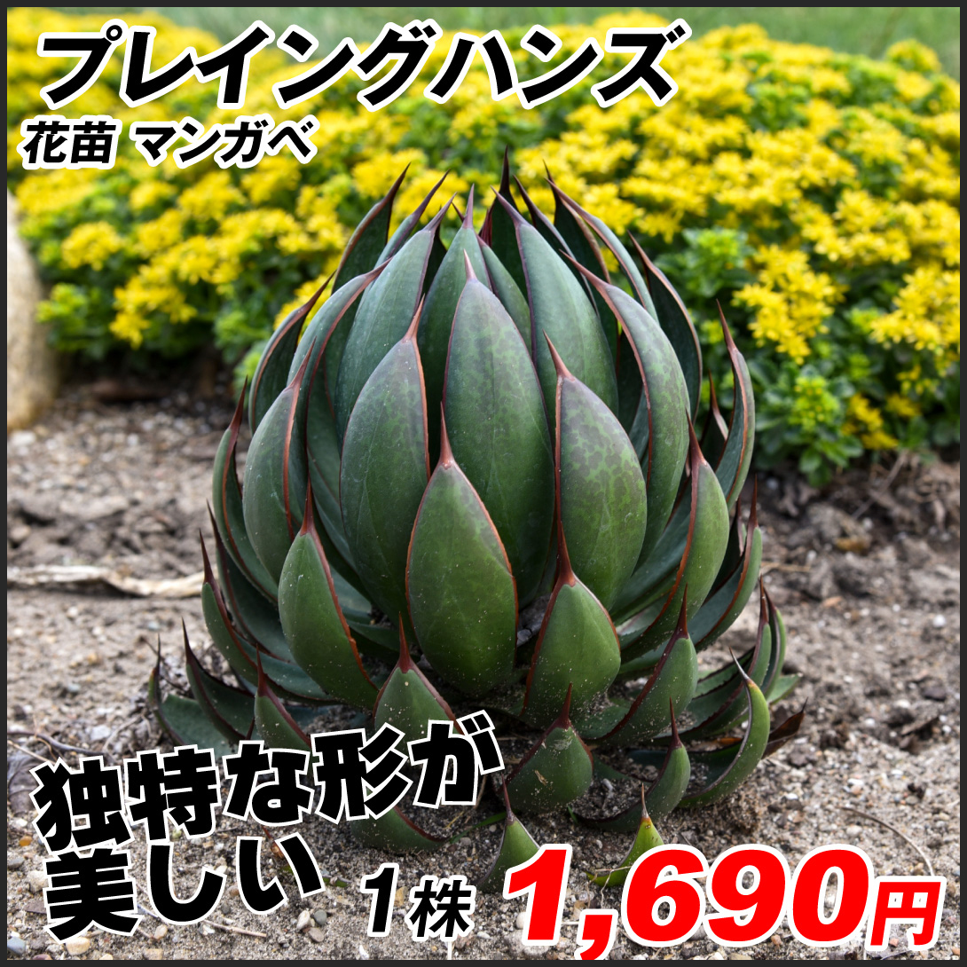 花苗 多肉植物 マンガベ プレイングハンズ 1株