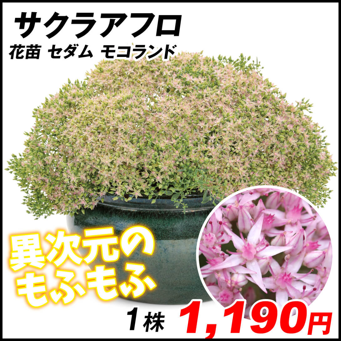 花苗 セダム モコランド サクラアフロ 1株
