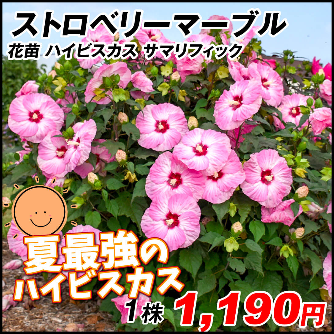 花苗 ハイビスカス サマリフィック ストロベリーマーブル 1株