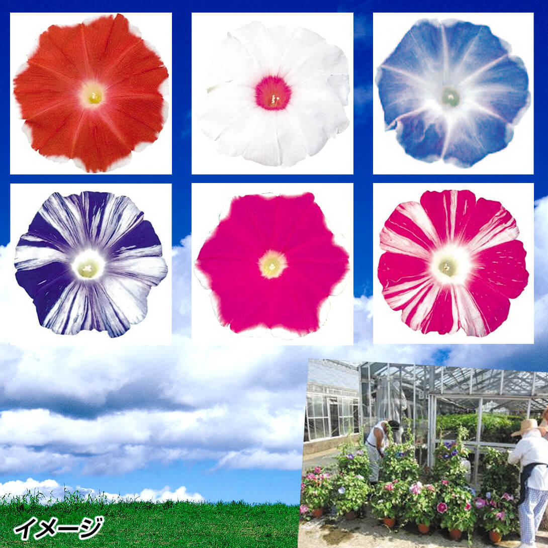 花苗 アサガオ ご当地朝顔おまかせミックス