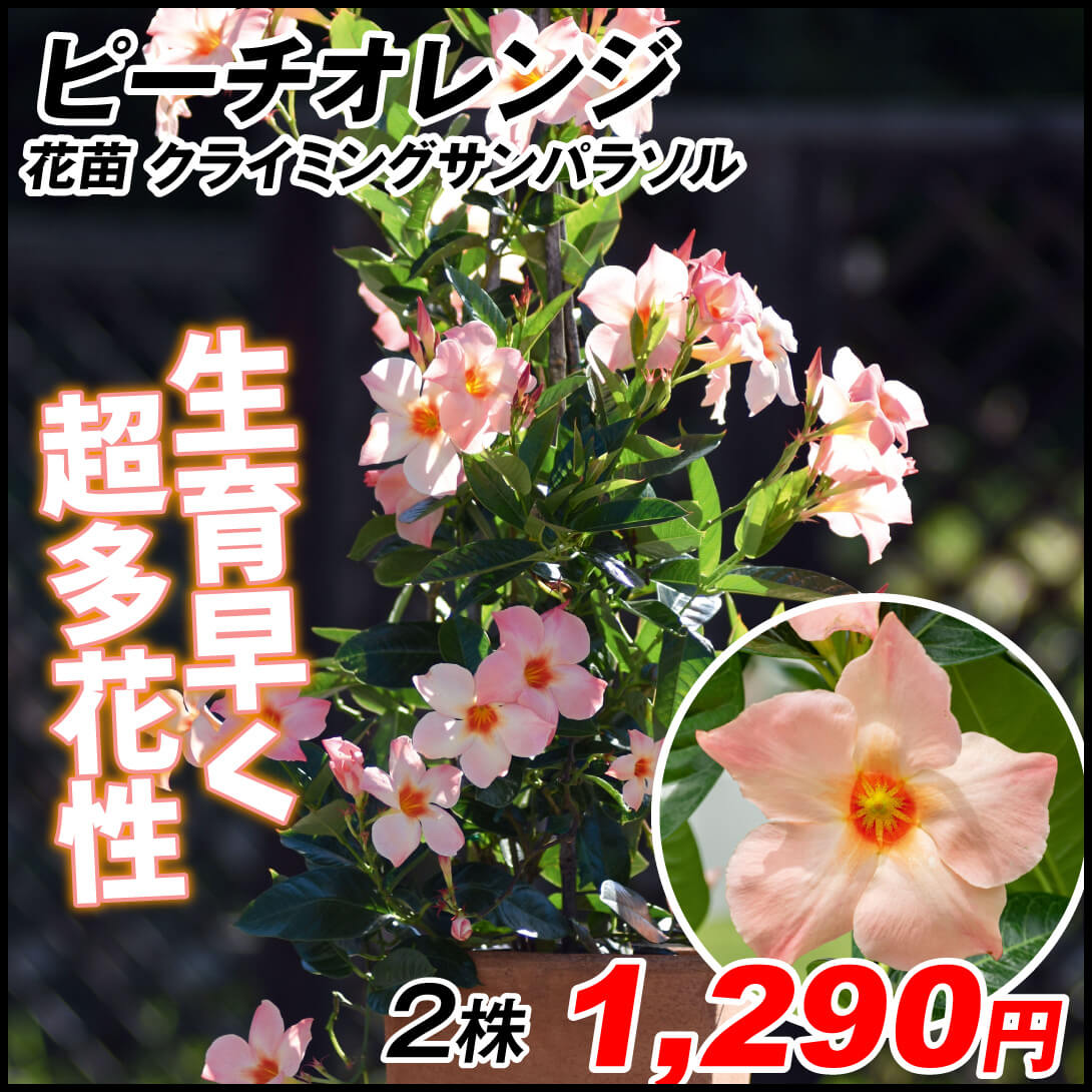 花苗 クライミングサンパラソル ピーチオレンジ 2株