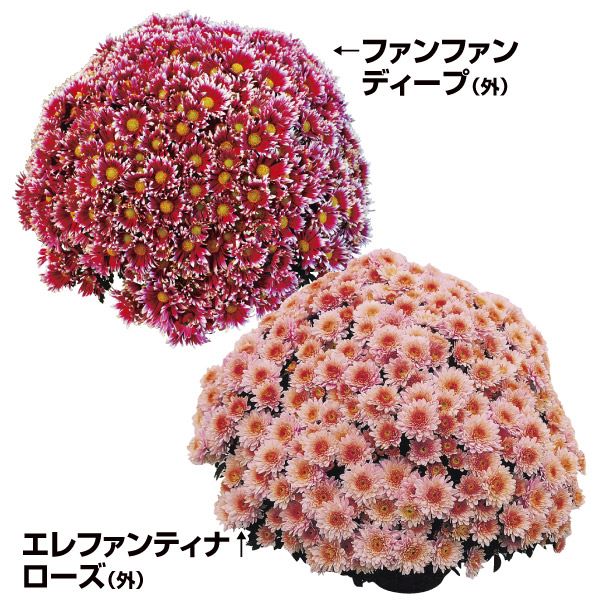 菊苗 ビッグドーム菊Aセット 2種4株 送料無料