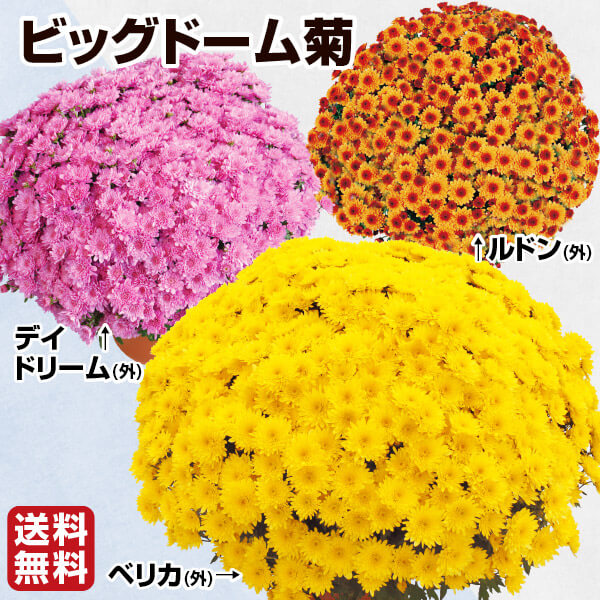 菊苗 ビッグドーム菊Bセット 3種3株 送料無料