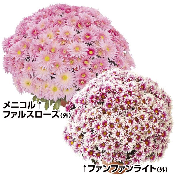 菊苗 ビッグドーム菊Cセット 2種4株 送料無料