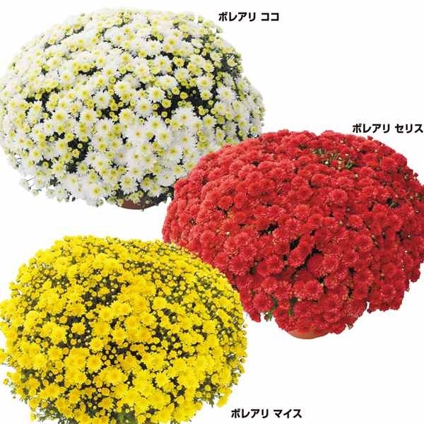 菊苗 早咲ビッグドーム菊セット 3種3株 送料無料