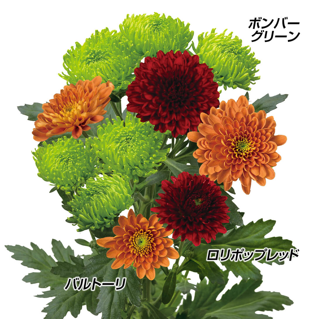 菊苗 豪華シックカラー菊セット  3種6株 送料無料
