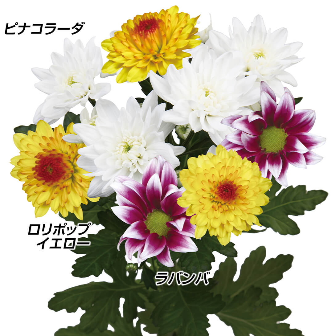 菊苗 切花菊苗 珠玉のスプレー菊セット 3種6株 送料無料