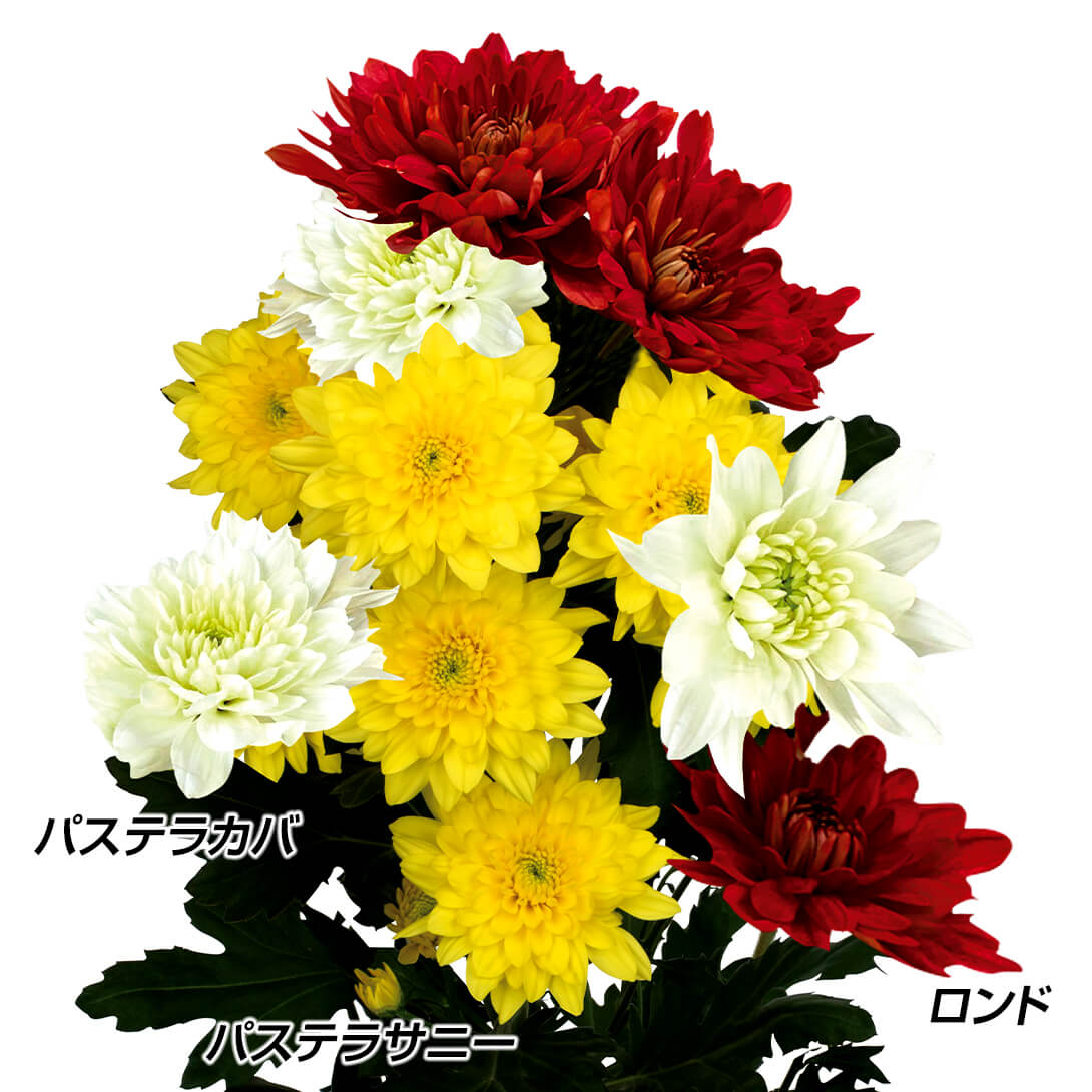 菊苗 菊苗 至高のデコラ菊セット 3種6株 送料無料