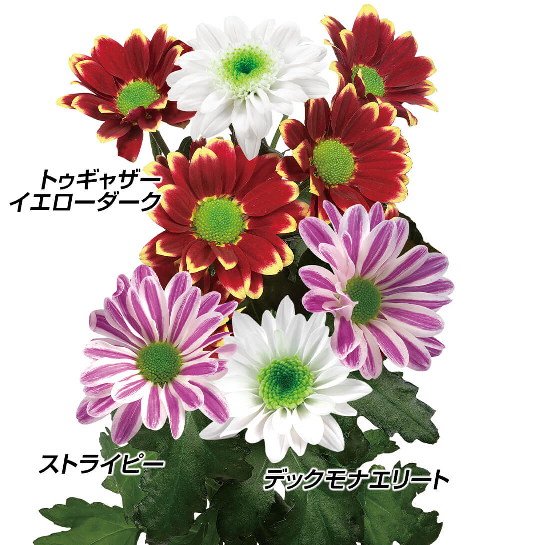 菊苗 菊苗 美色スプレー菊セット 3種6株 送料無料