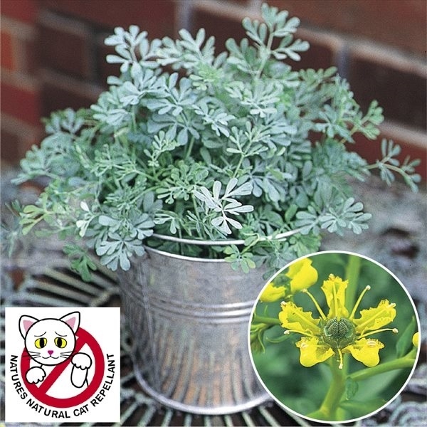 【週末セール】 花苗 不寄草集R（よらずぐさしゅう） 猫不寄（ネコよらずR） 2株