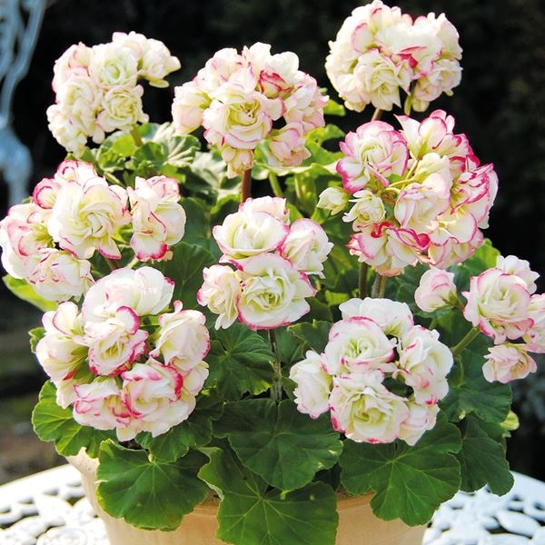 【週末セール】 花苗 ゼラニウム エンゼルブーケ 2株
