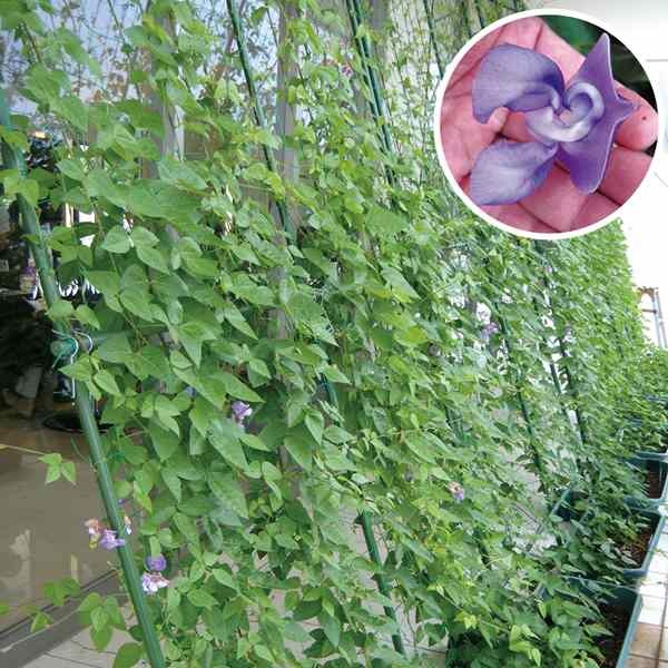 【週末セール】 花苗 真夏の青いスイートピー 2株