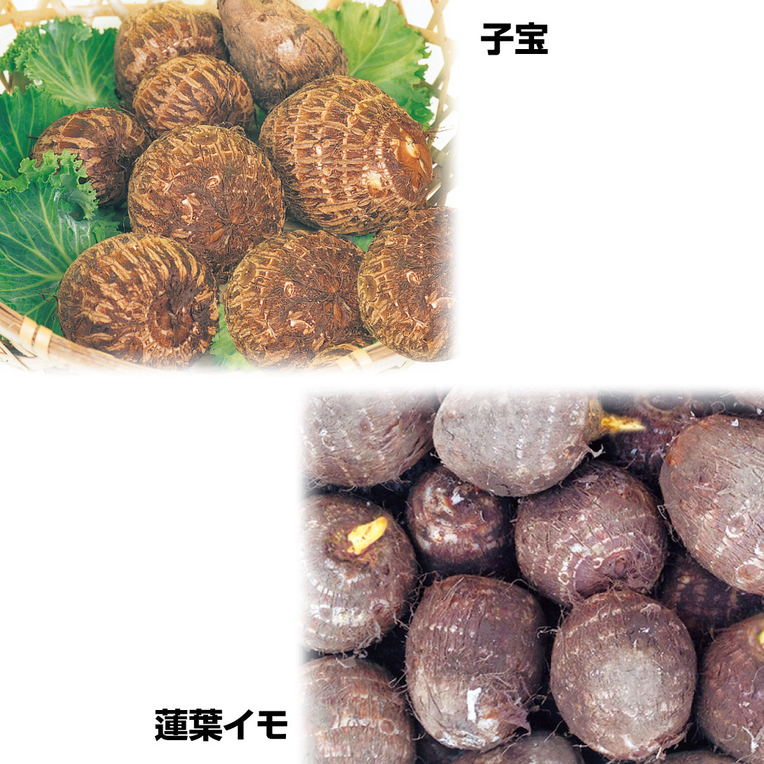 種芋 里いも 個性派里いもセット 2種1kg