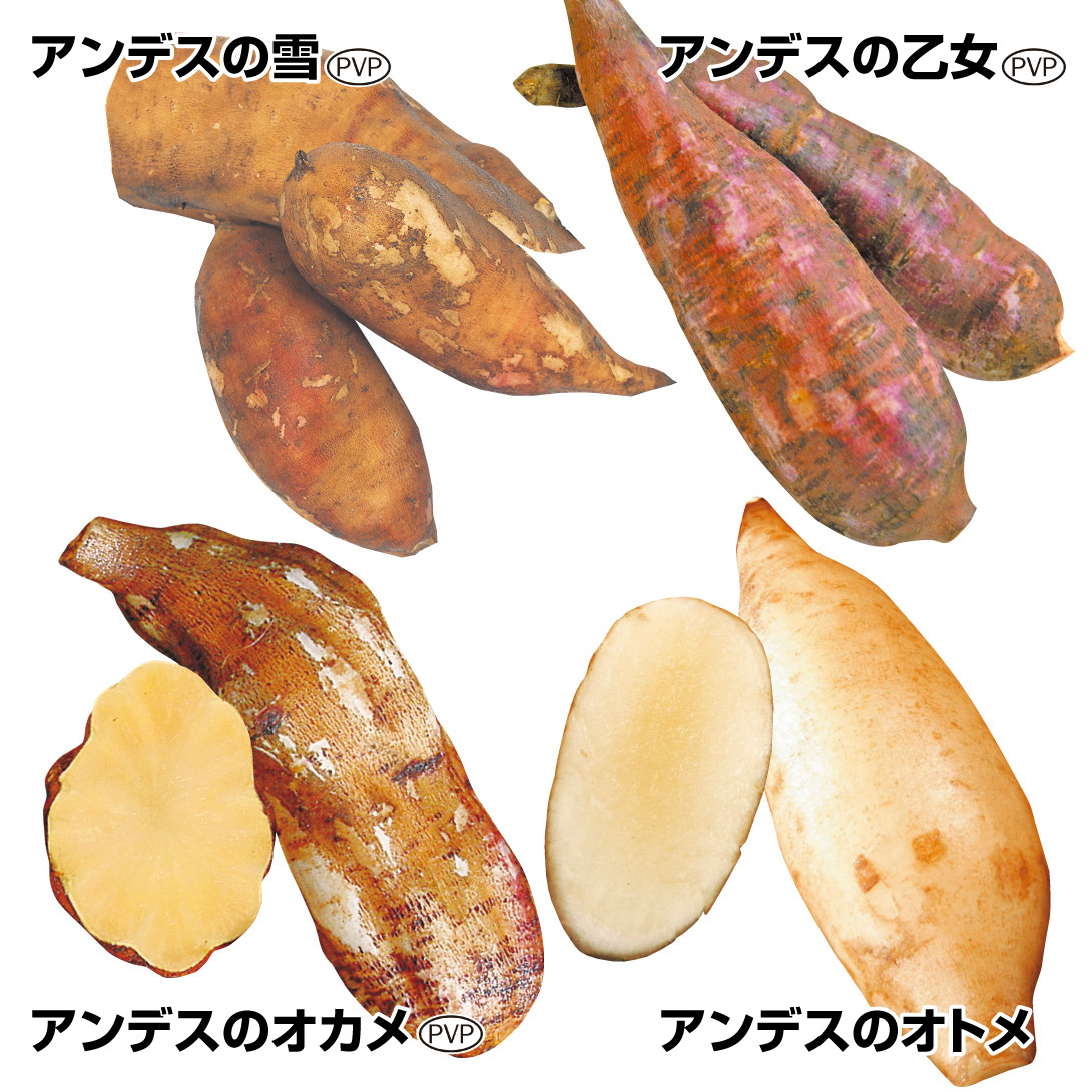 種芋 ヤーコンポット苗セット 4種12株(各3株)